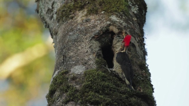 Helmeted Woodpecker - ML483978