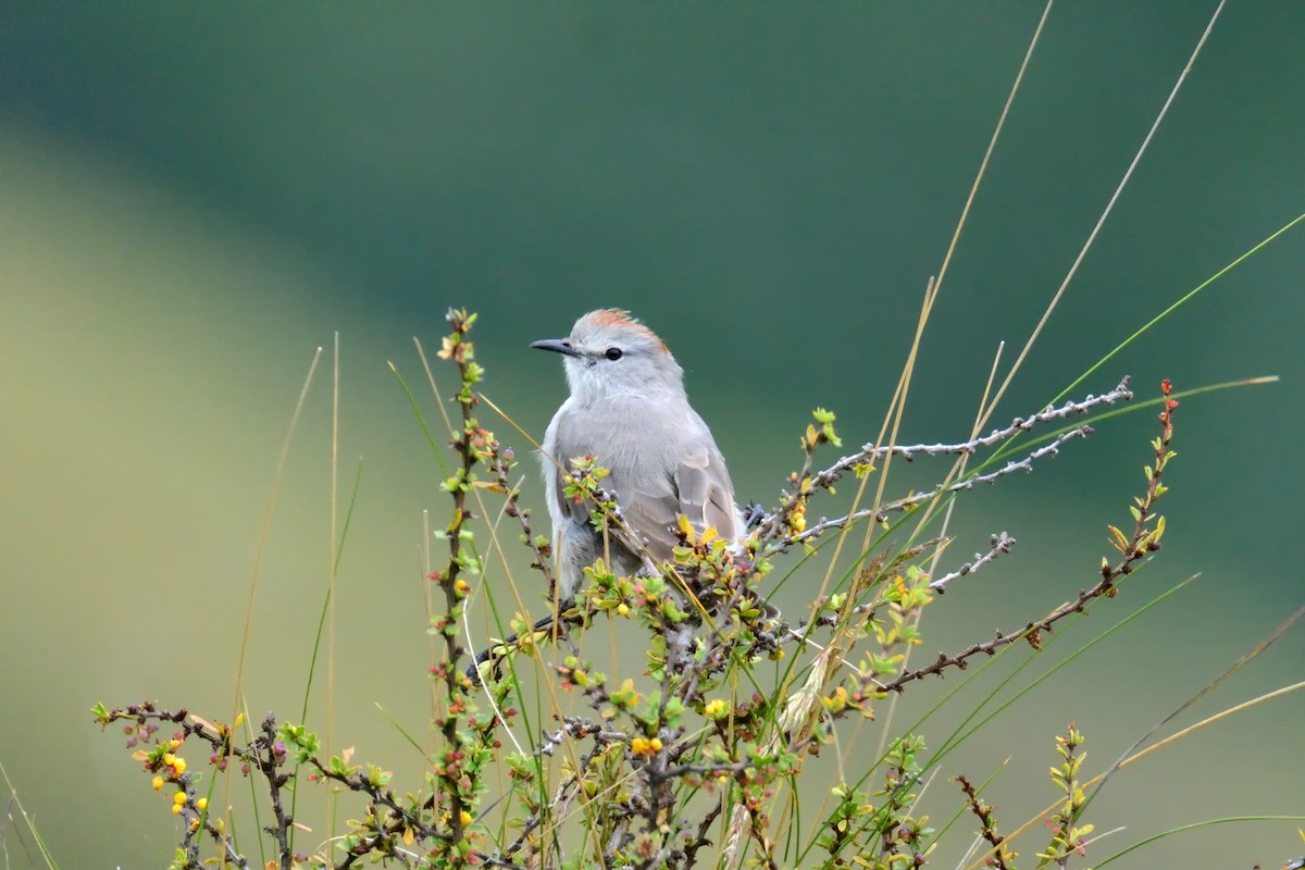 Rufous-naped Ground-Tyrant - ML48397801