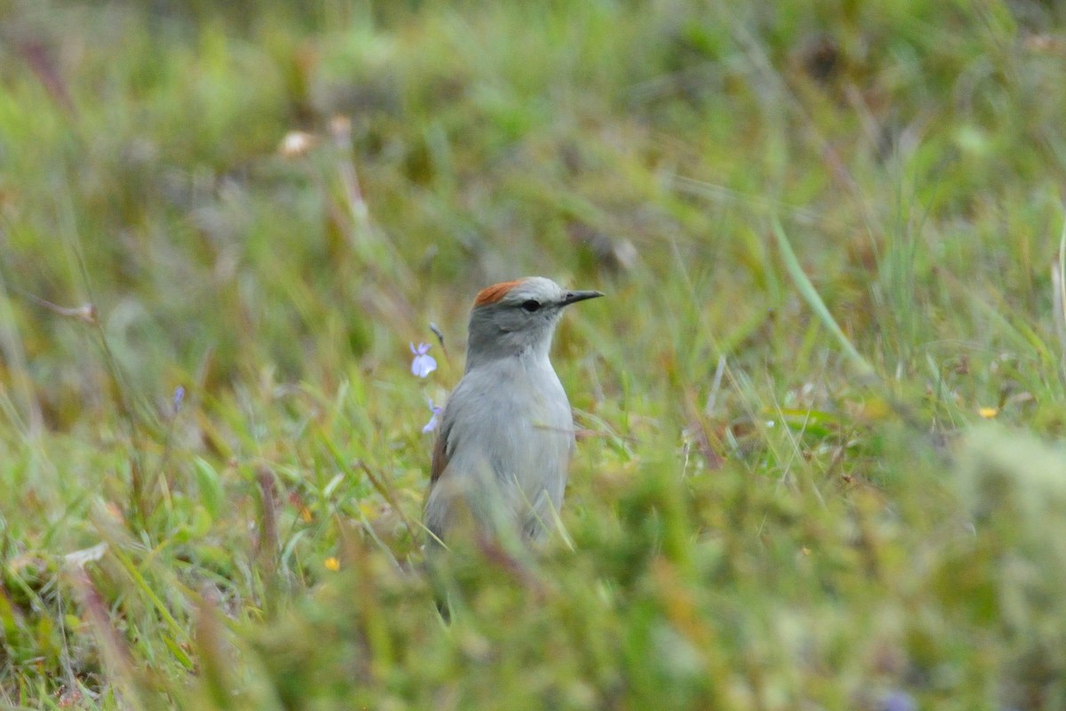 Rufous-naped Ground-Tyrant - ML48397811