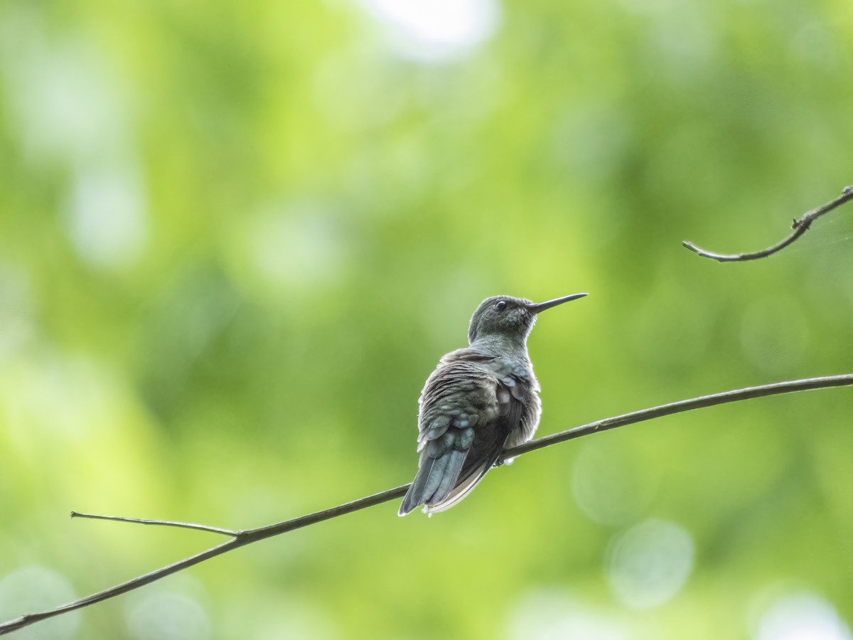 kolibřík skvrnitoprsý - ML483978161