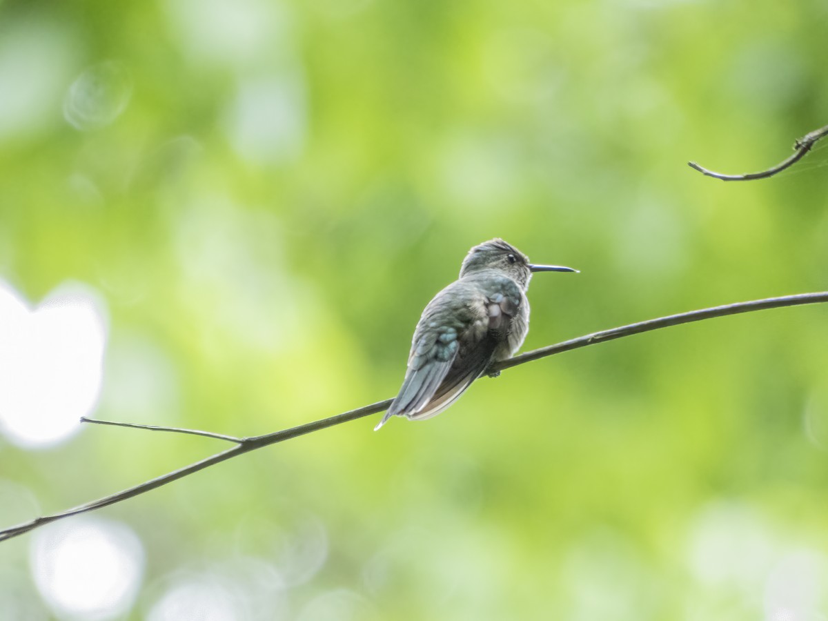 kolibřík skvrnitoprsý - ML483978171