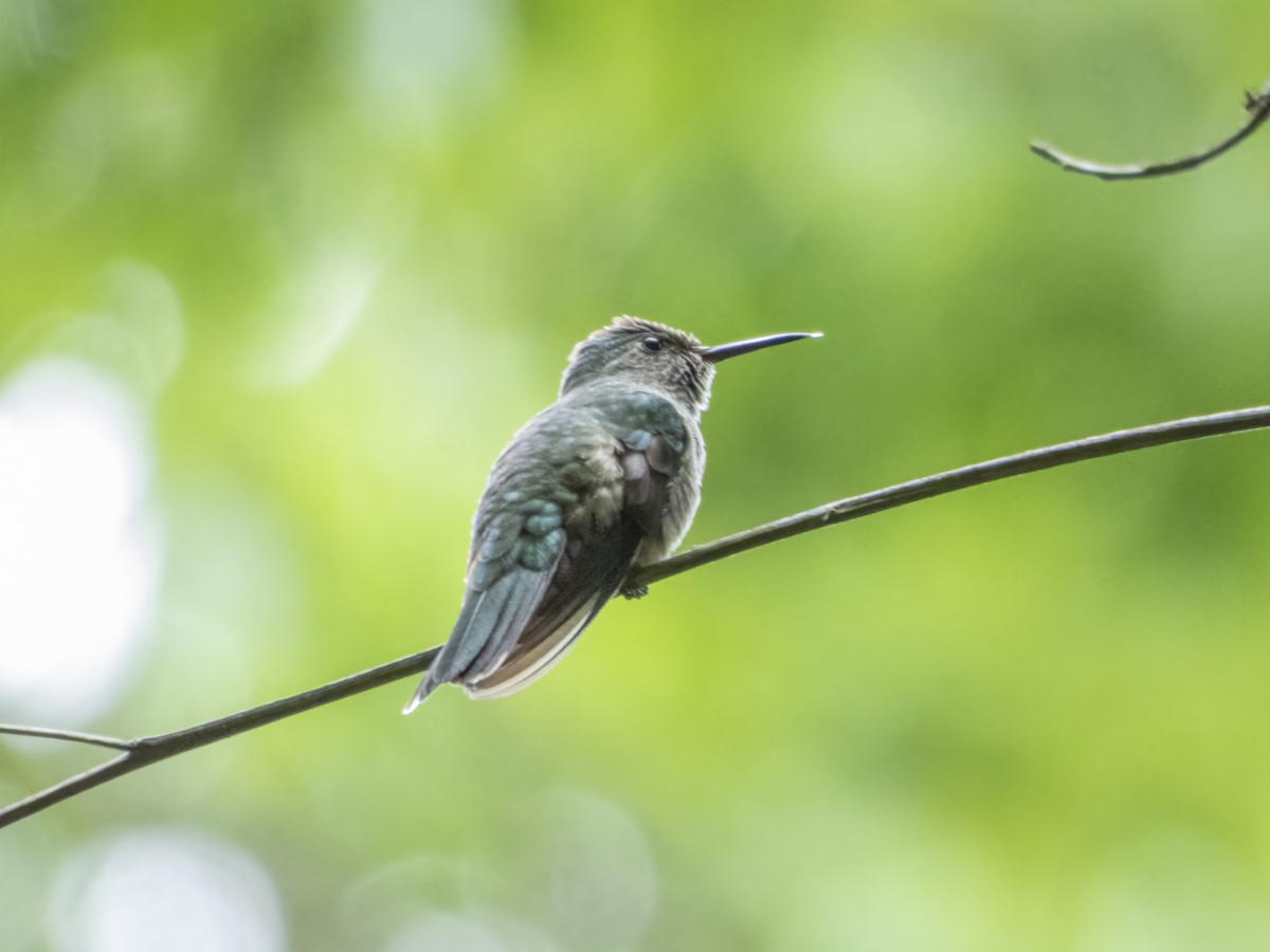 kolibřík skvrnitoprsý - ML483978181