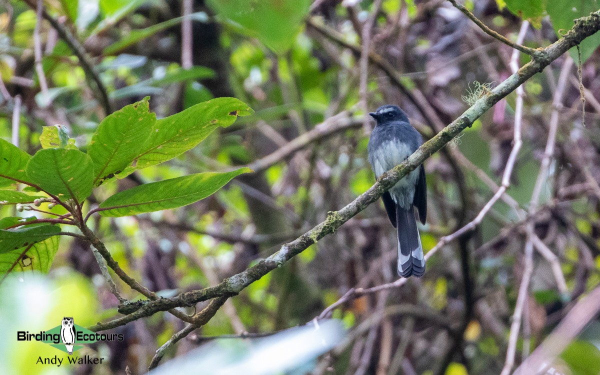 White-bellied Fantail - ML483978321