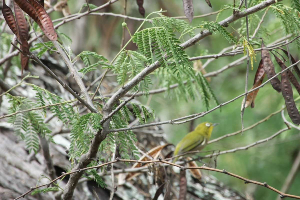 Japanbrillenvogel - ML483978531