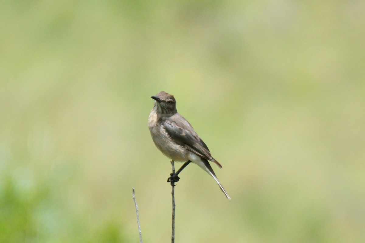 Black-billed Shrike-Tyrant - ML48397861