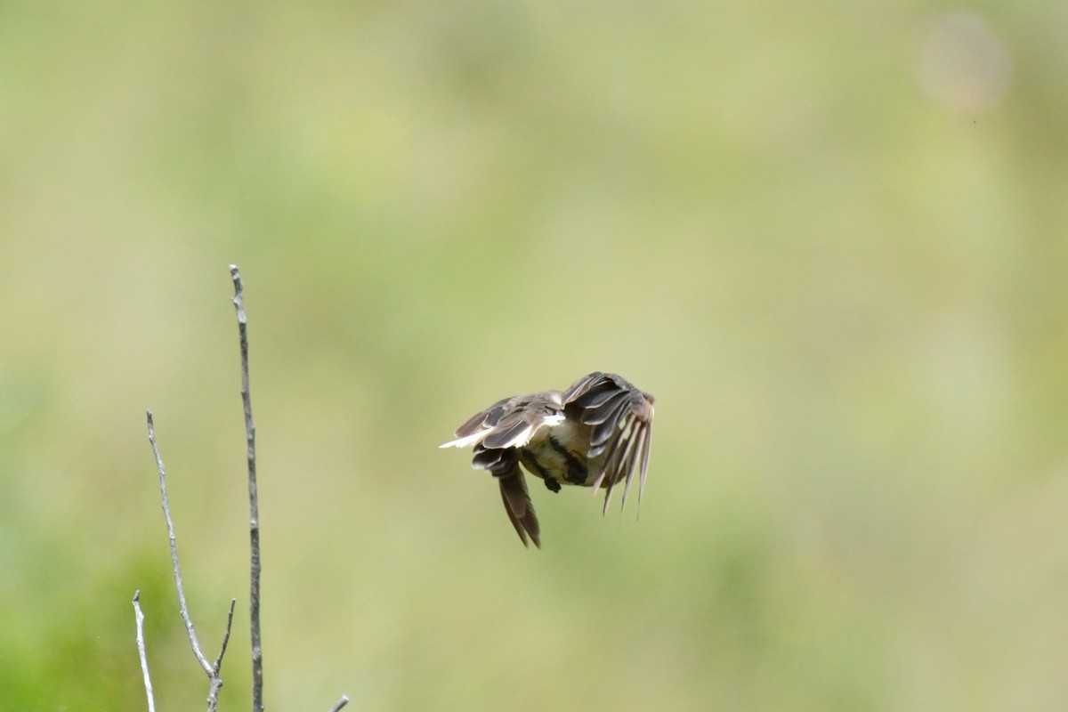 ミヤマモズタイランチョウ - ML48397871