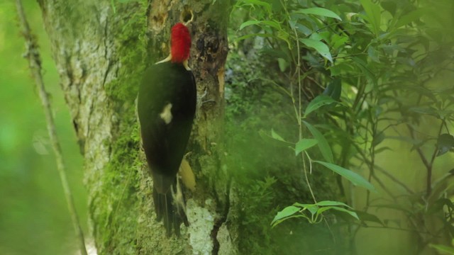 Helmeted Woodpecker - ML483979