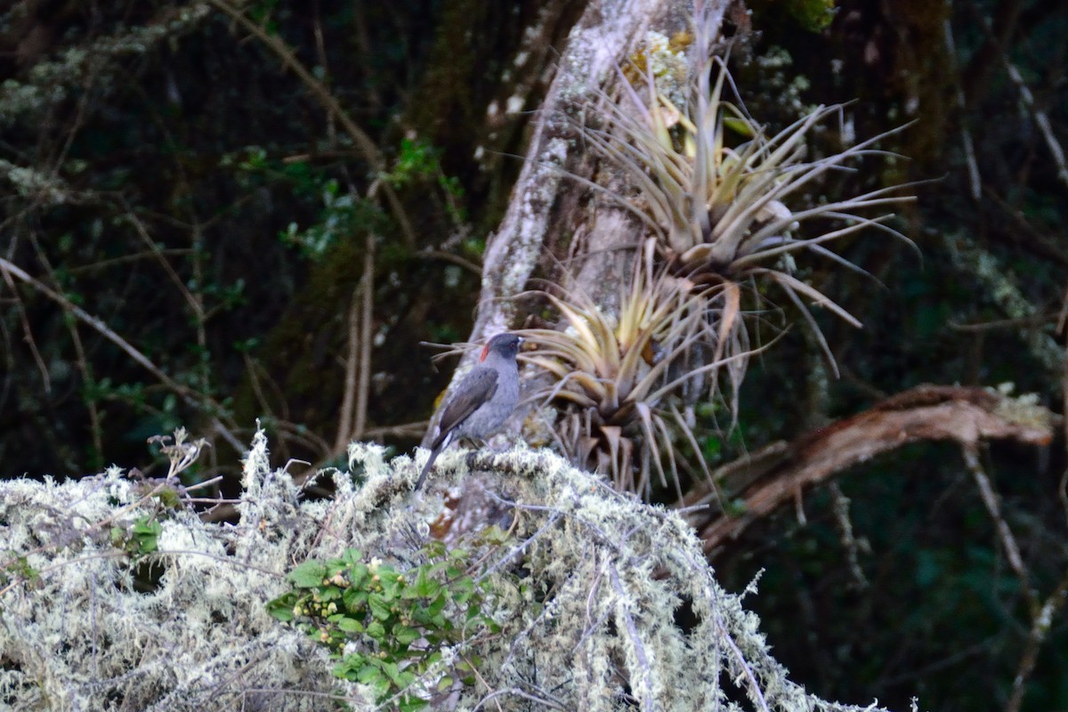 Red-crested Cotinga - ML48397991
