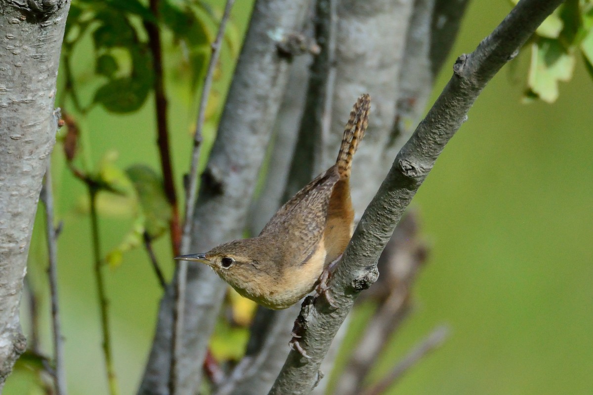 Southern House Wren - ML48398121
