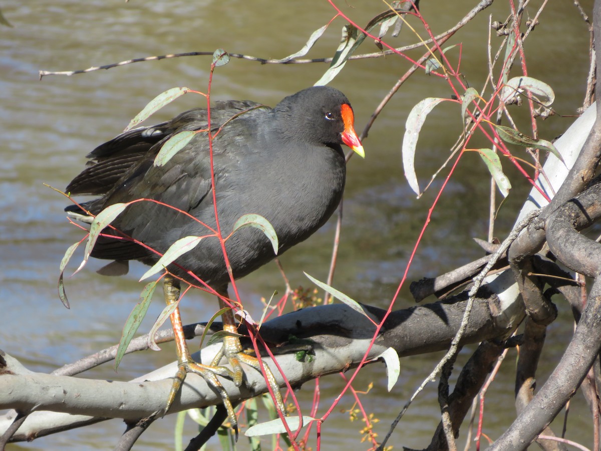 Dusky Moorhen - ML483981911