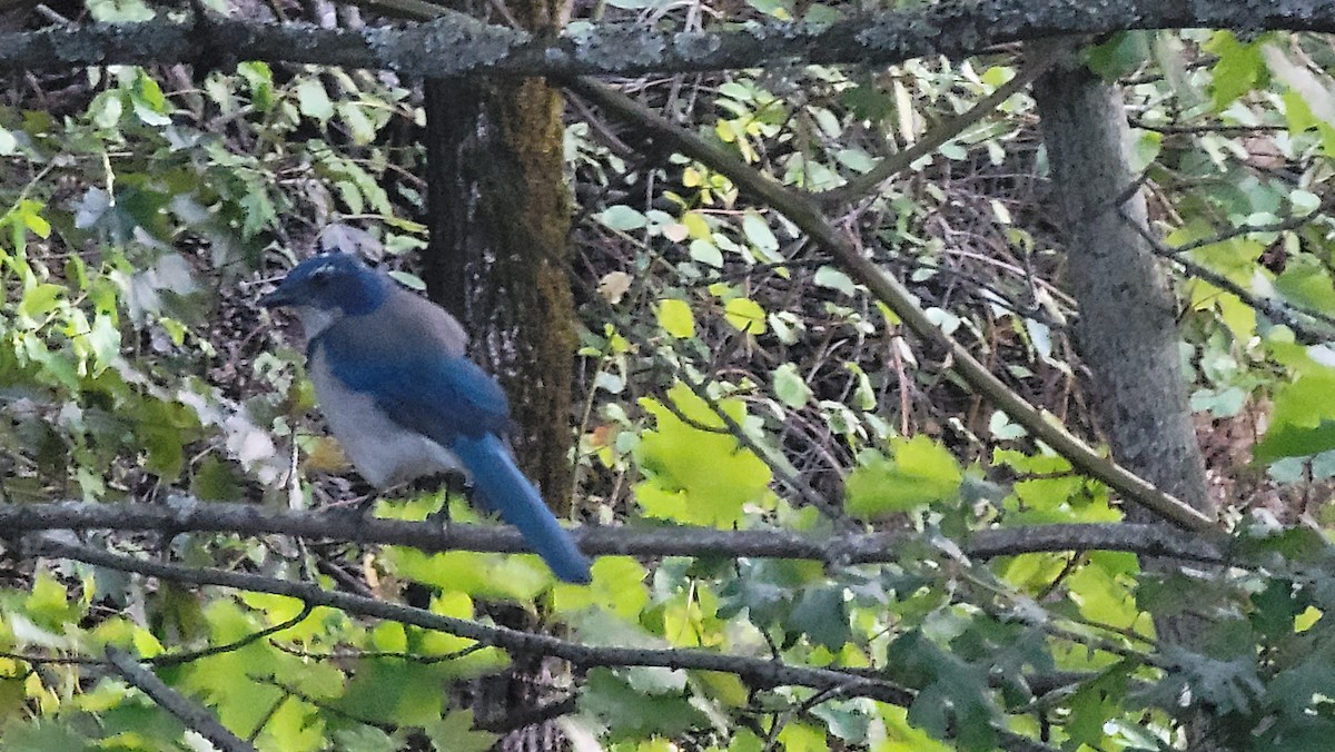 California Scrub-Jay - ML483982771