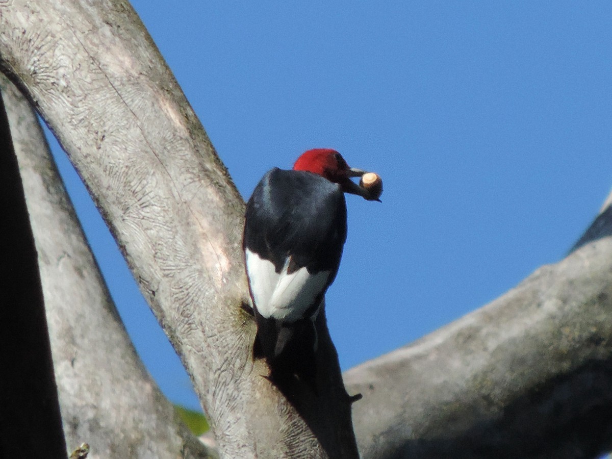 Red-headed Woodpecker - ML483983341