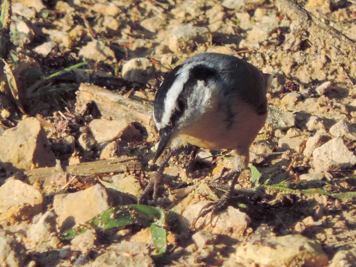 Red-breasted Nuthatch - ML483983441