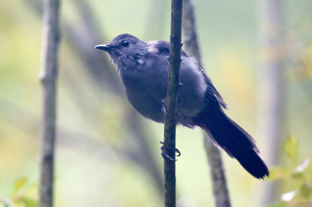 Gray Catbird - Barbara Schulz