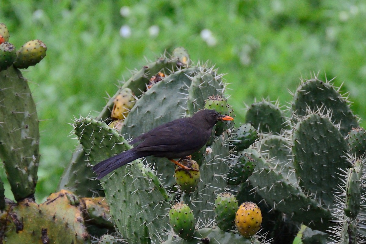 オニツグミ - ML48398391