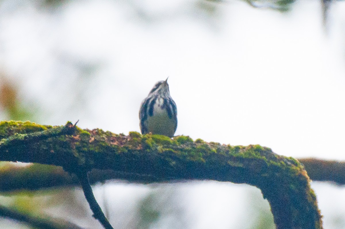Black-and-white Warbler - ML483984261