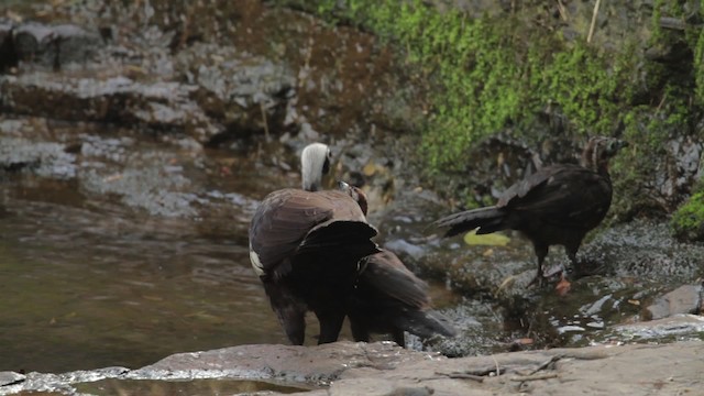 Black-fronted Piping-Guan - ML483986