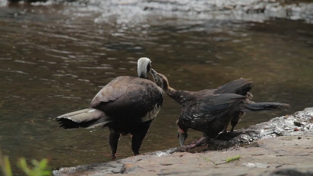 Black-fronted Piping-Guan - ML483987