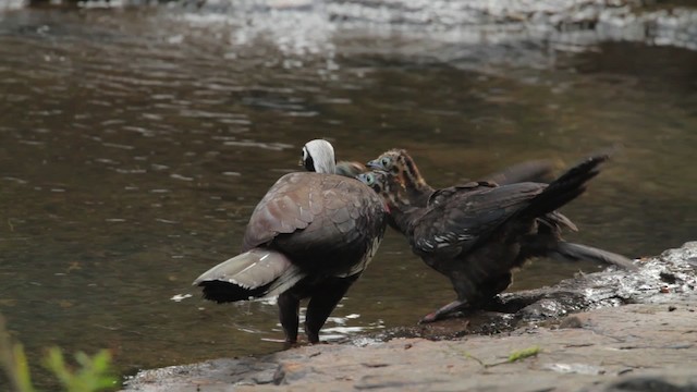 Black-fronted Piping-Guan - ML483988