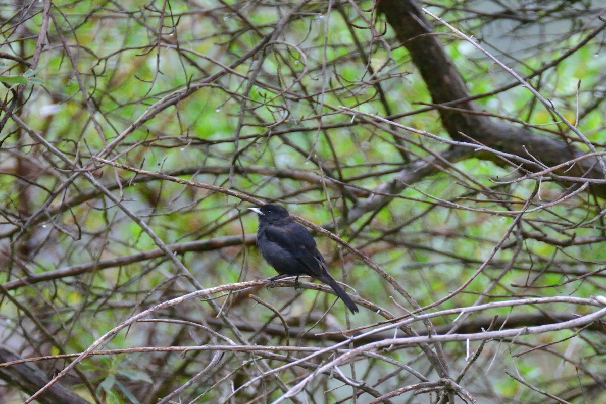 White-winged Black-Tyrant - ML48398861