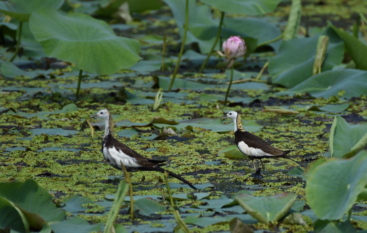 Pheasant-tailed Jacana - ML483988641