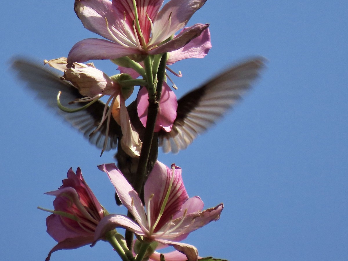 Gilded Hummingbird - ML483988891