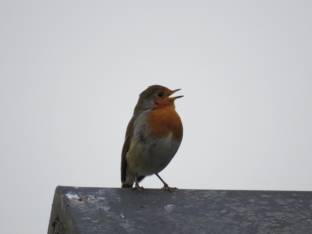 European Robin - ML483988941