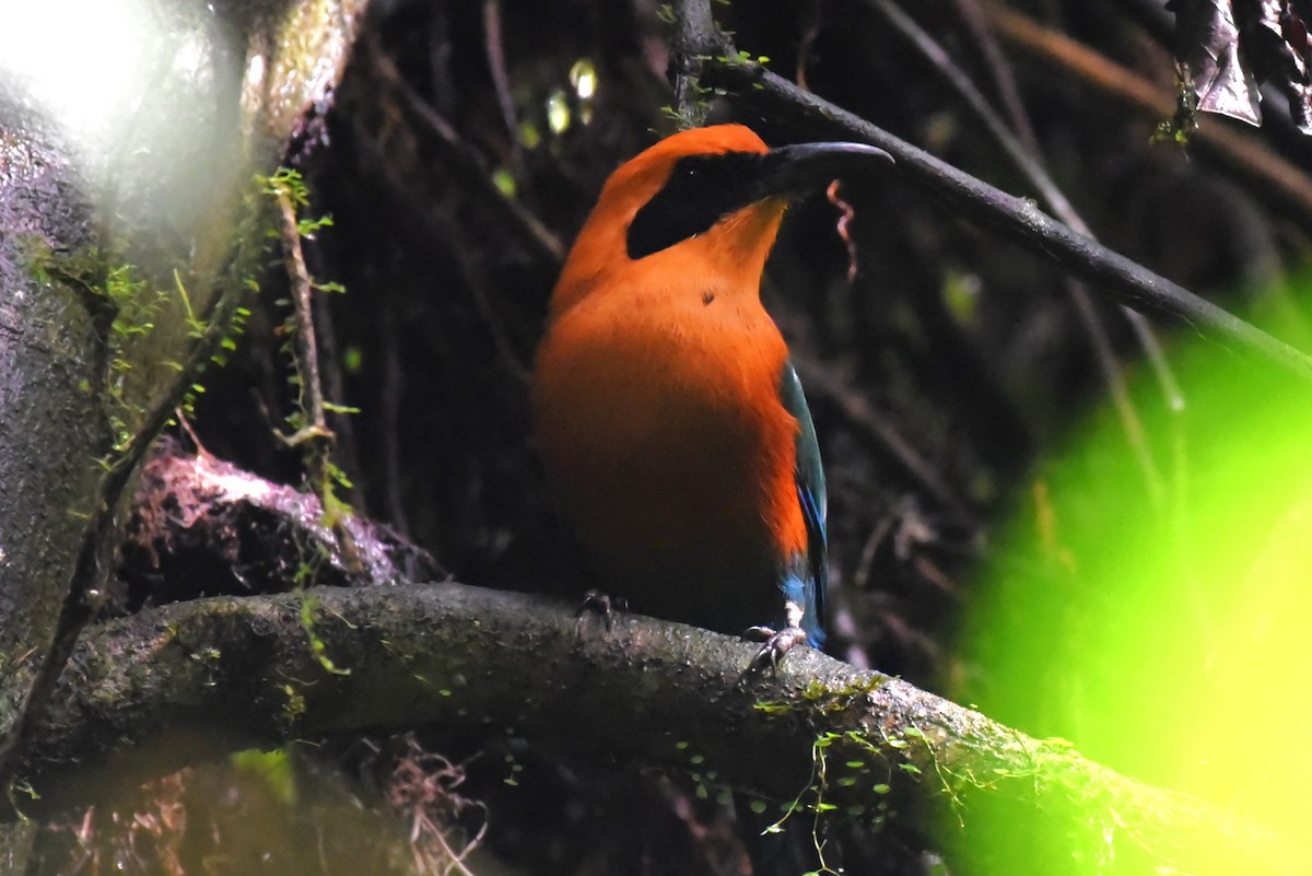 Rufous Motmot - ML483989081