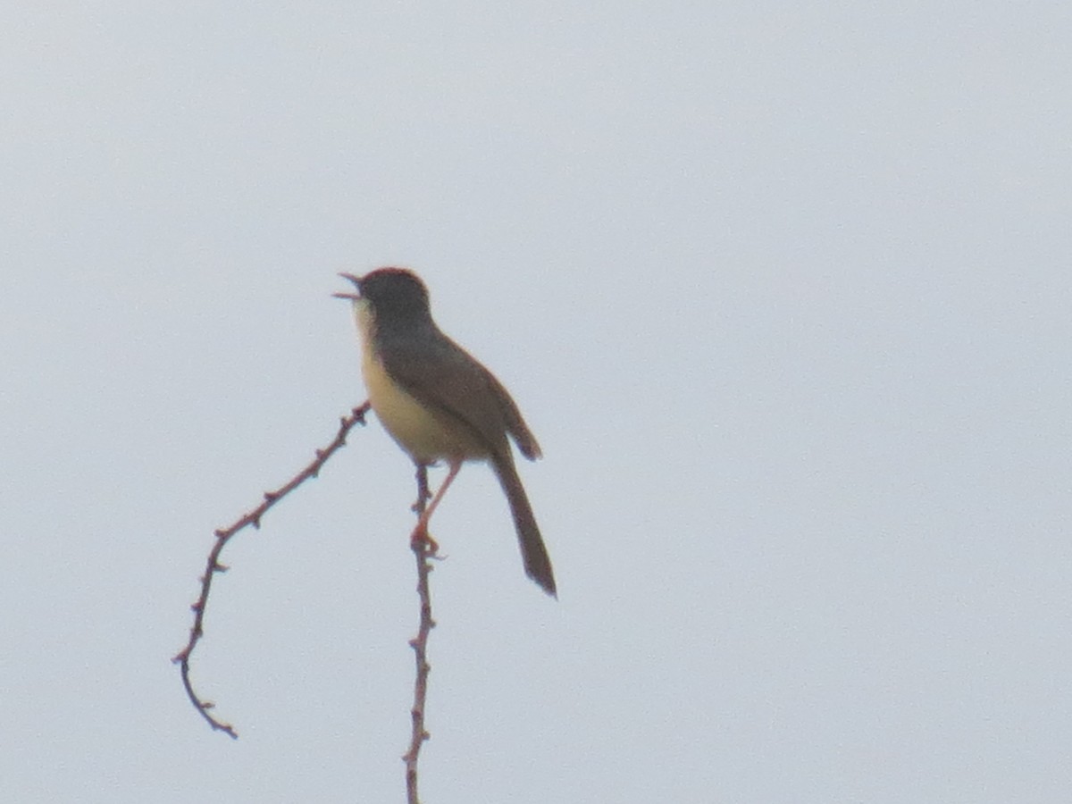 askeprinia - ML483989981