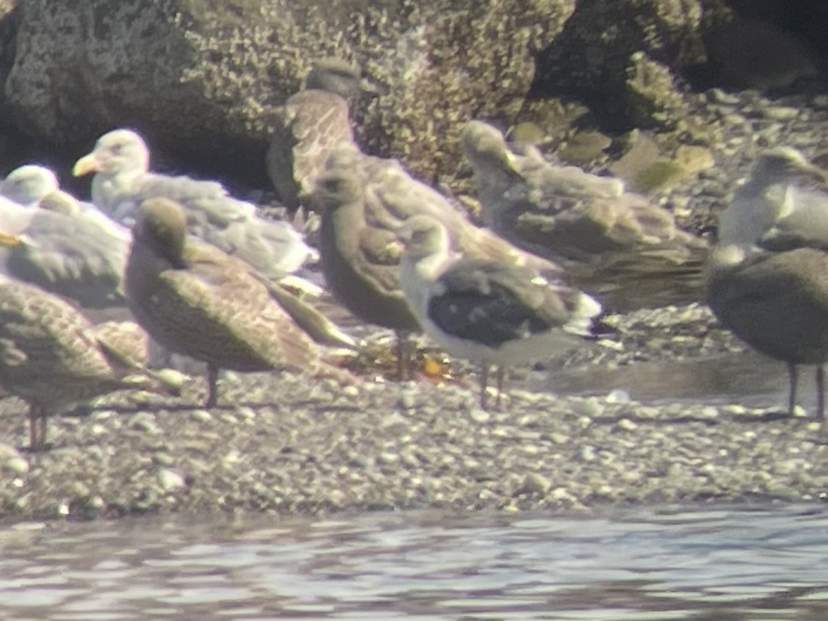 ML483990021 - Larus sp. - Macaulay Library