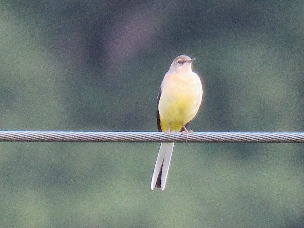 Gray Wagtail - ML483990641