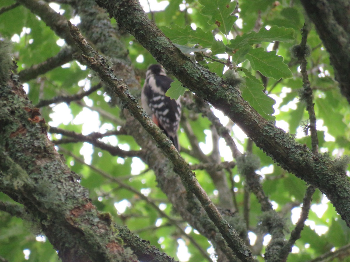 Great Spotted Woodpecker - ML483990851