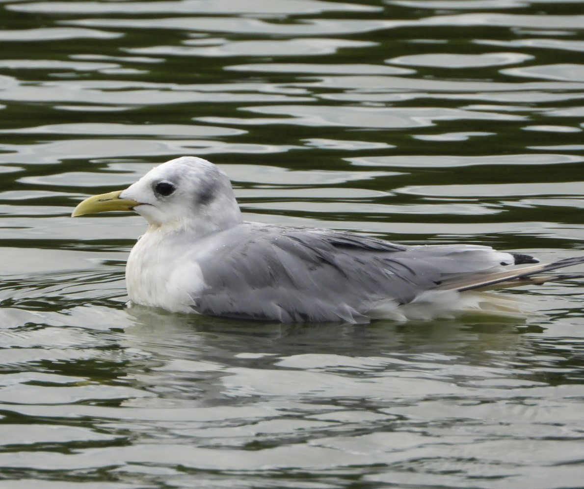 Mouette tridactyle - ML483991001