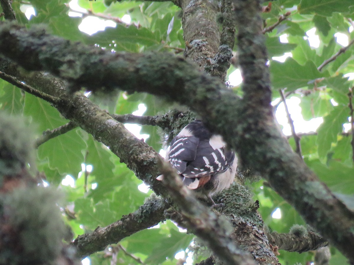 Great Spotted Woodpecker - ML483991161