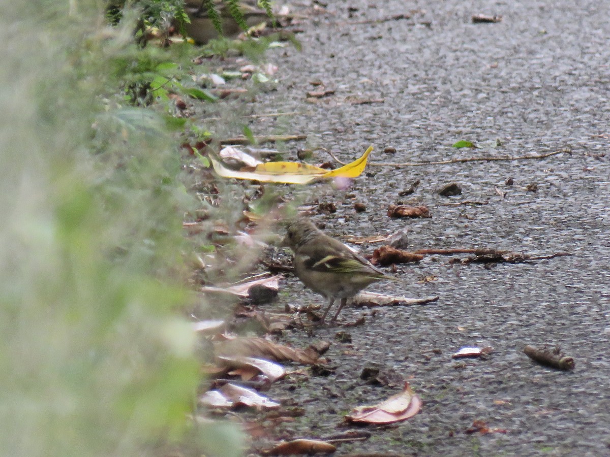 European Greenfinch - ML483991461