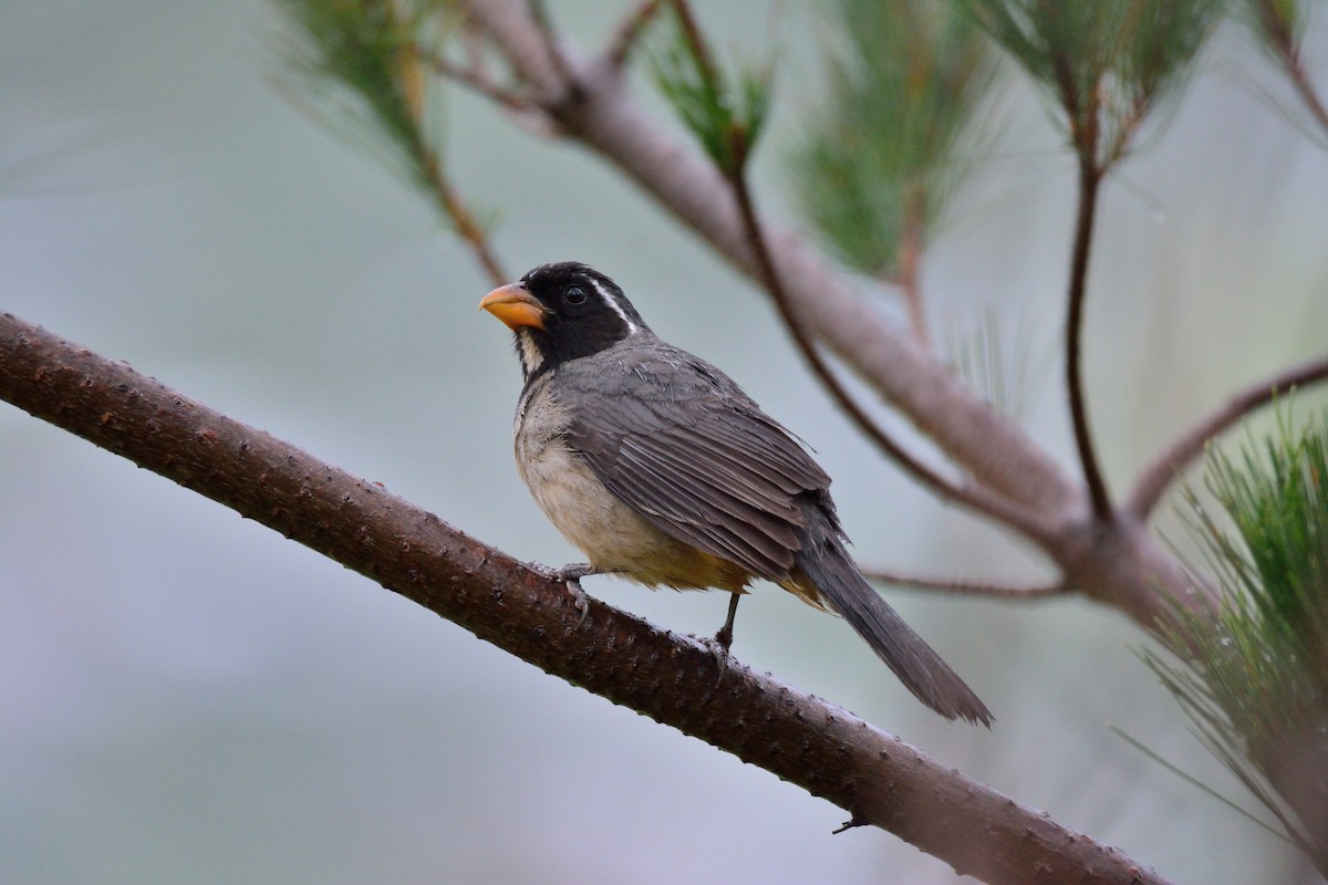 Golden-billed Saltator - ML48399201