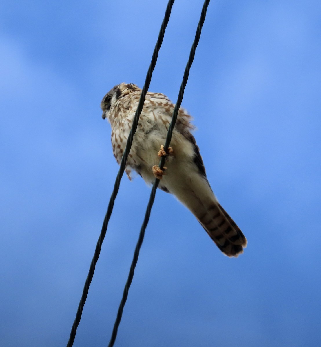 American Kestrel - ML483992021