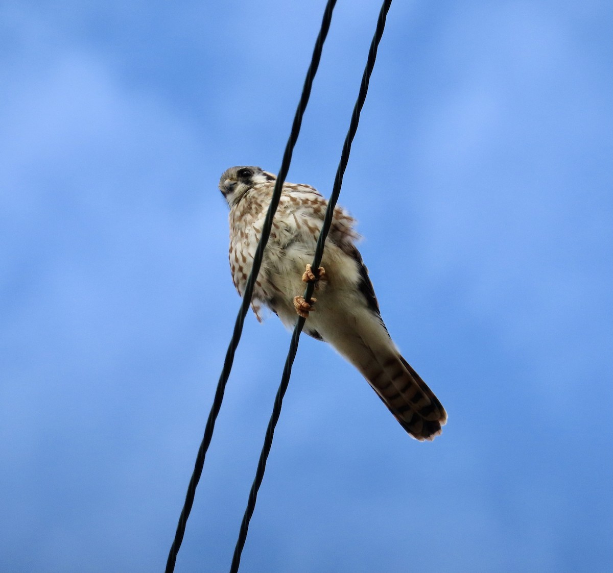 American Kestrel - ML483992031