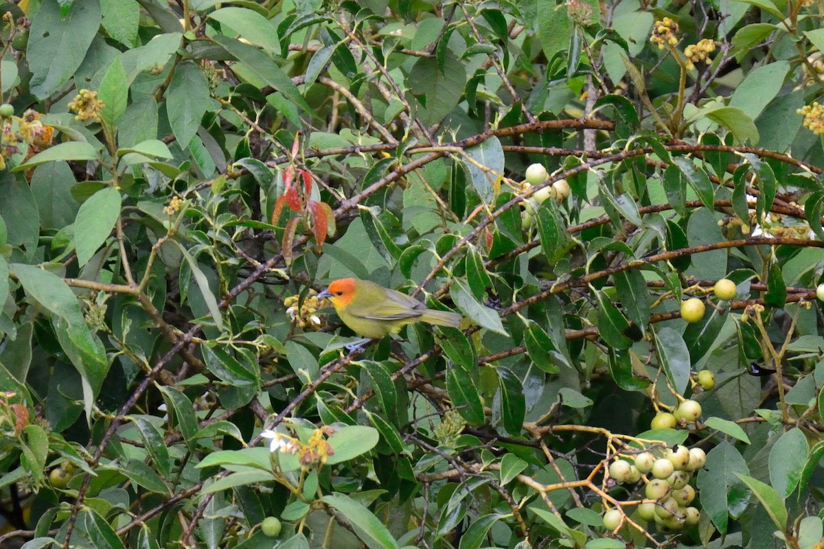 セミドリフウキンチョウ - ML48399331