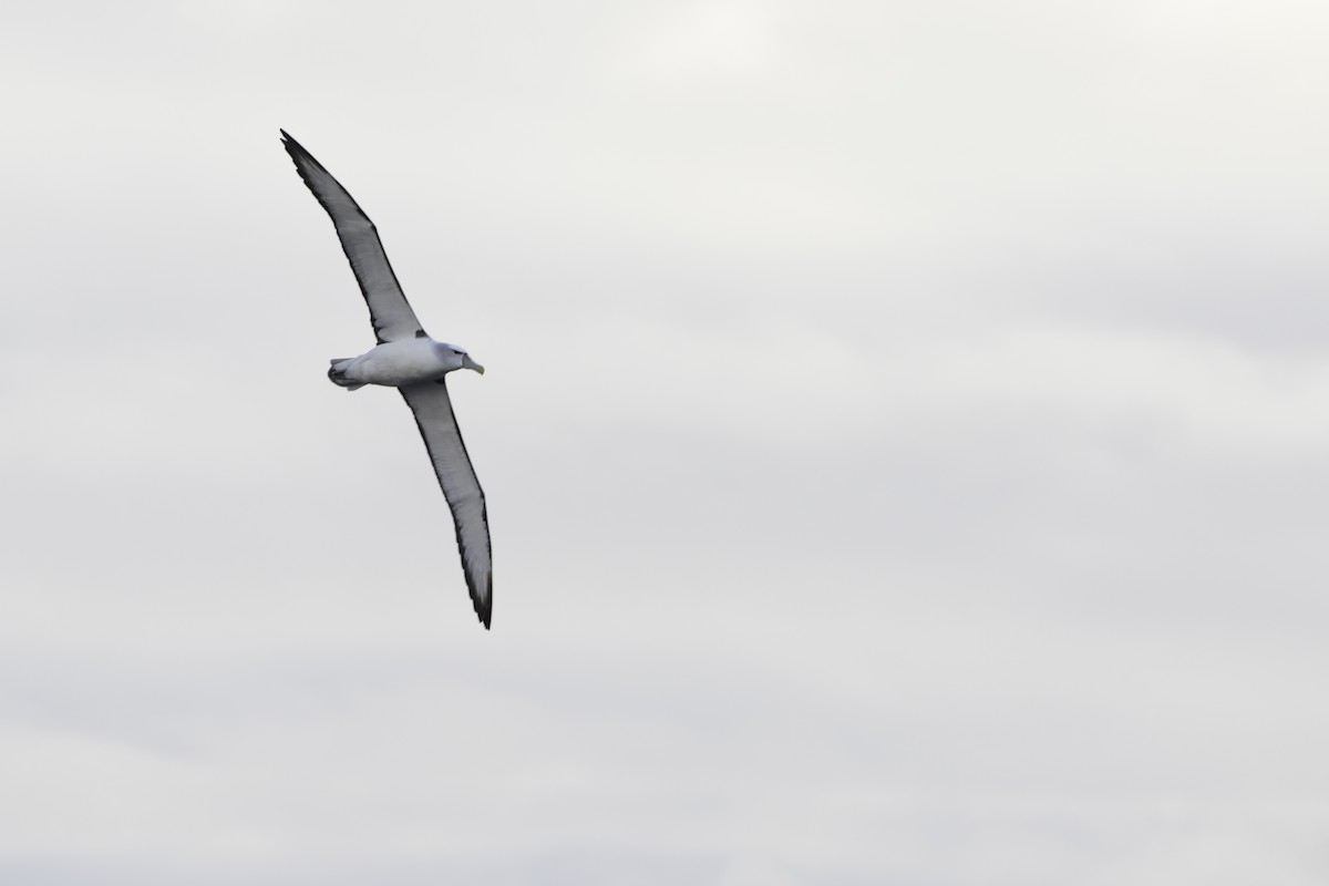 Albatros à cape blanche - ML483993421