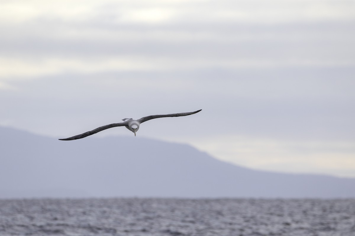 Albatros à cape blanche - ML483993431