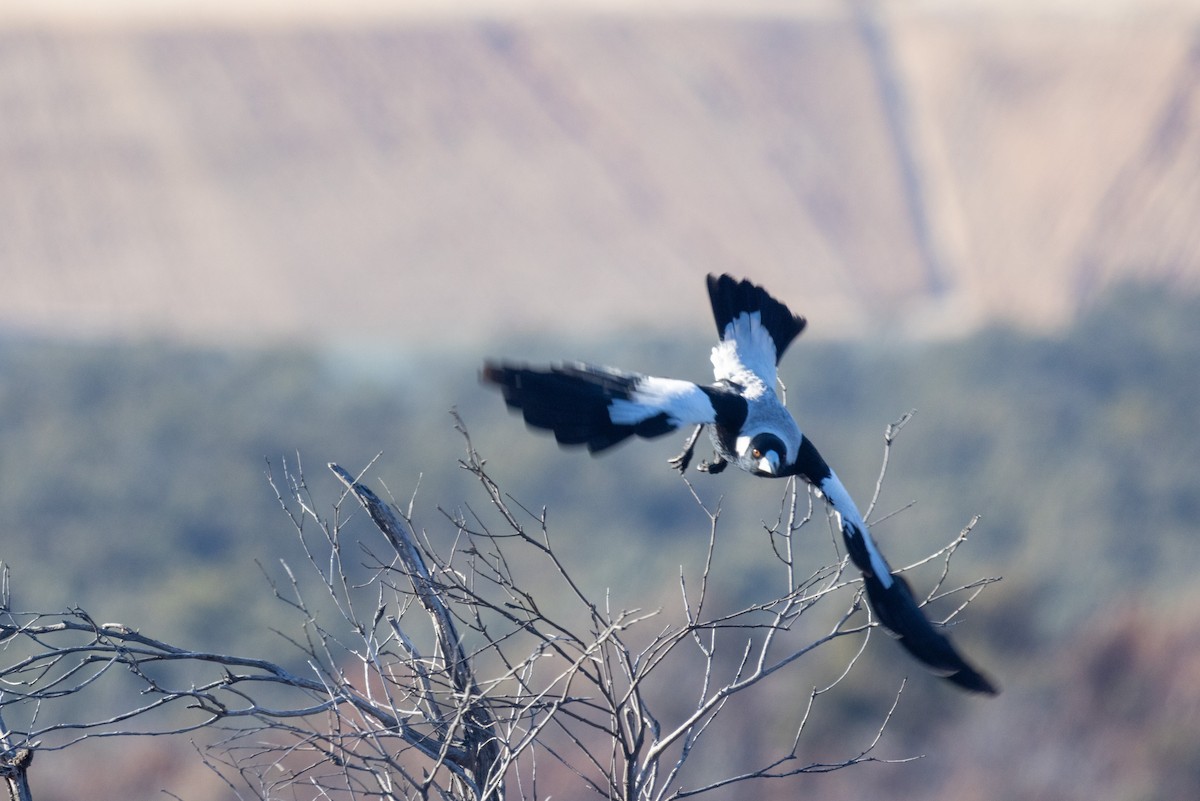 Australian Magpie (White-backed) - ML483994481