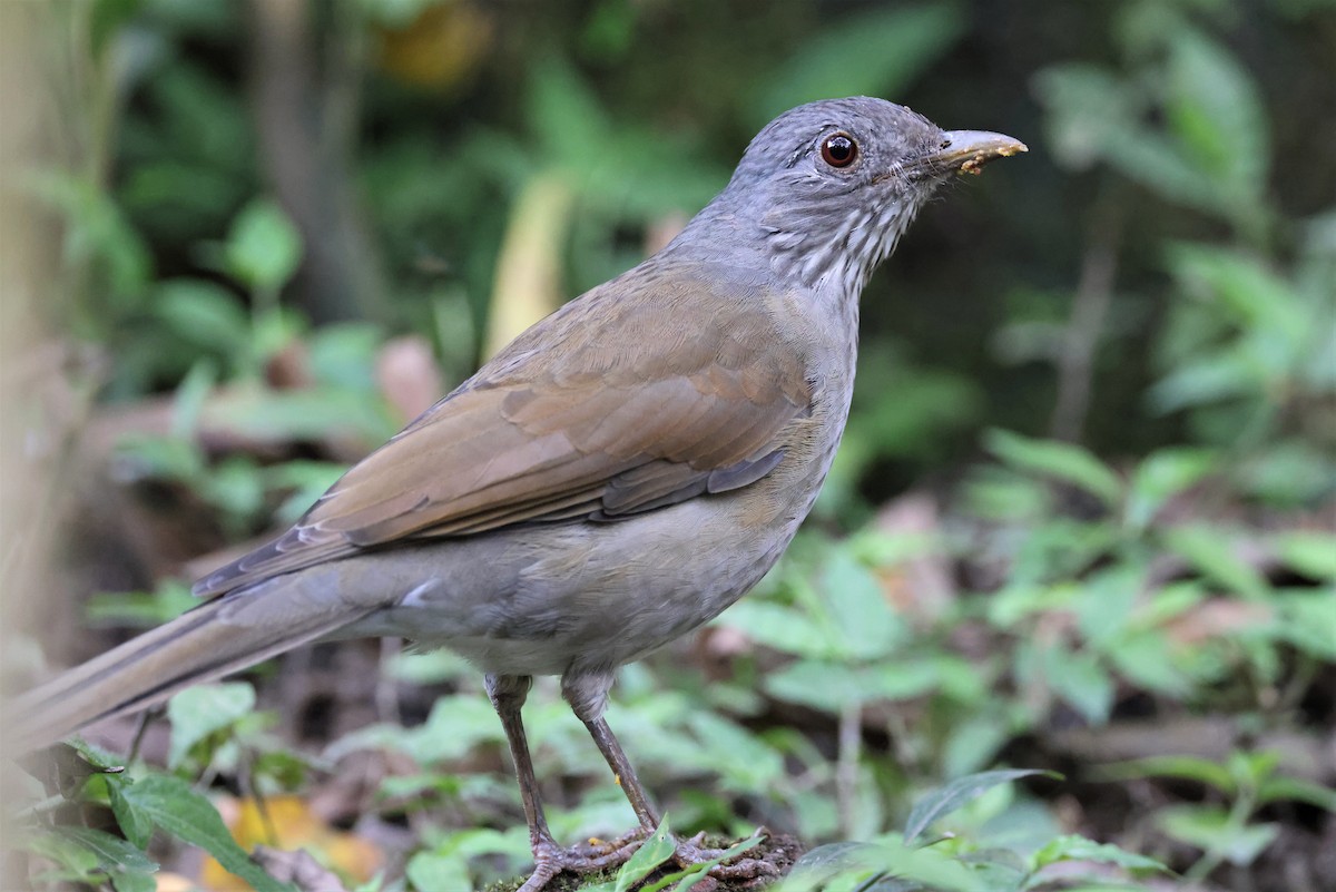 Pale-breasted Thrush - Russ Namitz