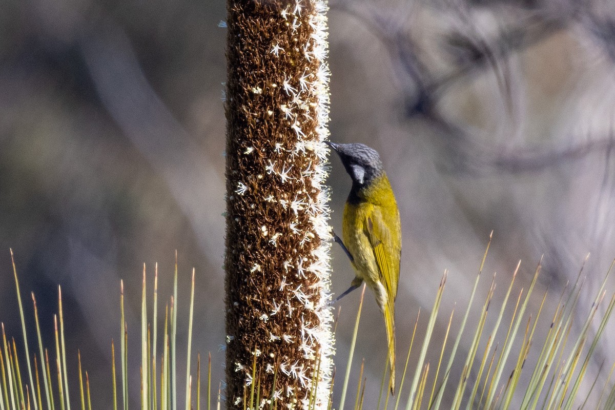 White-eared Honeyeater - ML483994611