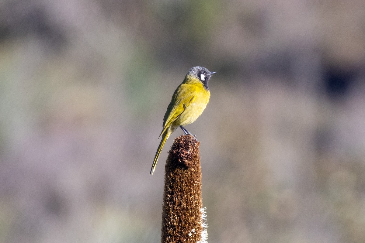 White-eared Honeyeater - ML483994621