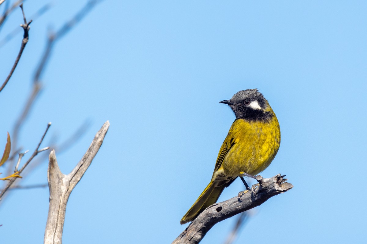 White-eared Honeyeater - ML483994641