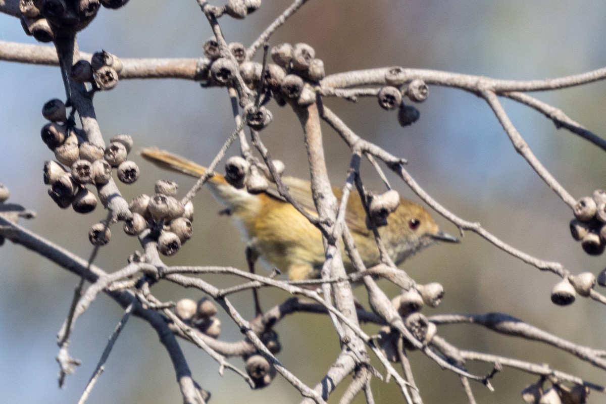 Brown Thornbill - ML483994881