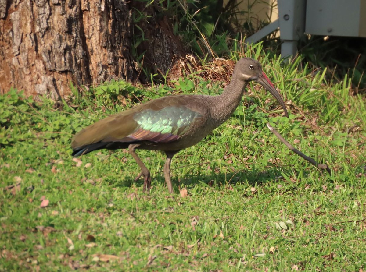 Hadada Ibis - ML483995331