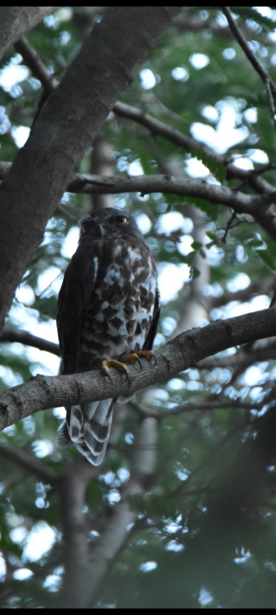 Brown Boobook - ML483995611