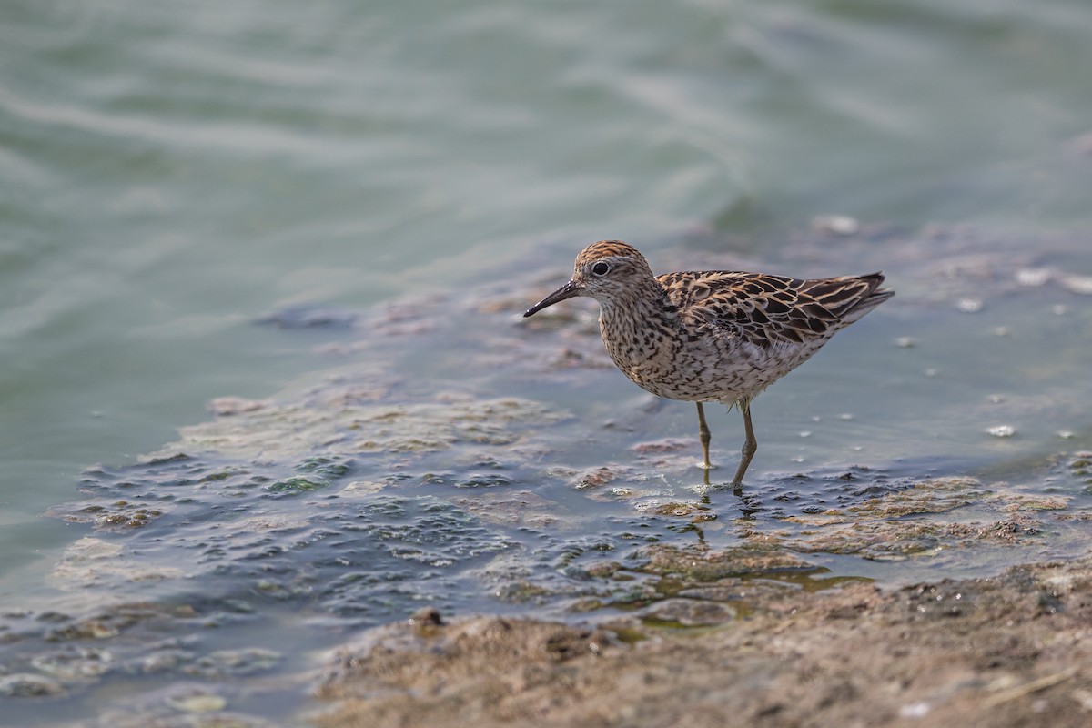 Sharp-tailed Sandpiper - ML483995721